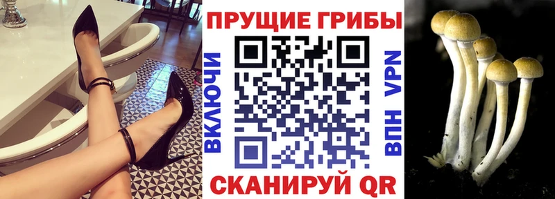 Псилоцибиновые грибы Cubensis  дарнет шоп  Орёл 